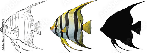Angelfish in outline, color, and silhouette tropical fish illustration