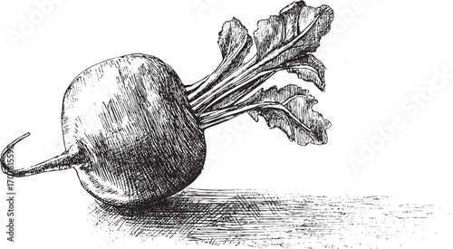 Beetroot illustration on a white background. This vector illustration can be used in any size you like for advertising, logos, and other work.