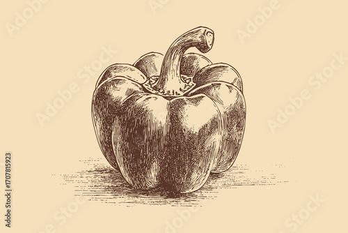 Bell pepper illustration in a vintage style. This vector illustration can be used in any size you like for advertising, logos, and other work.