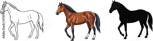 Horse illustration in line art, color, and silhouette styles