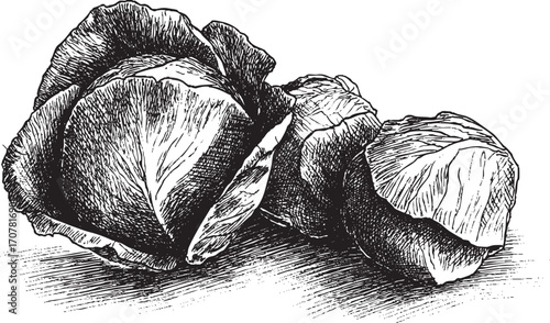 Cabbage illustration on a white background. This vector illustration can be used in any size you like for advertising, logos, and other work.