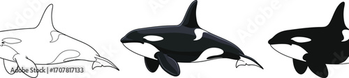 Orca illustration in line art, color, and silhouette styles