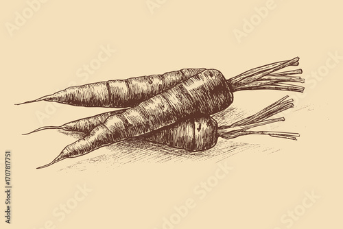 Carrot illustration in a vintage style. This vector illustration can be used in any size you like for advertising, logos, and other work.