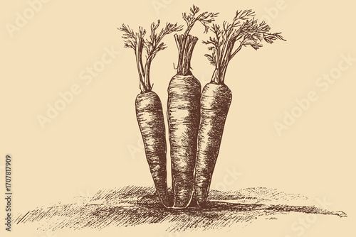 Carrot illustration in a vintage style. This vector illustration can be used in any size you like for advertising, logos, and other work.