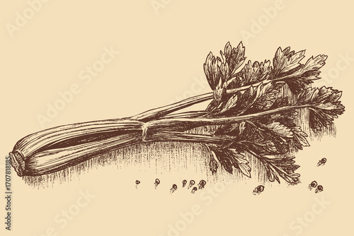 Celery illustration in a vintage style. This vector illustration can be used in any size you like for advertising, logos, and other work.