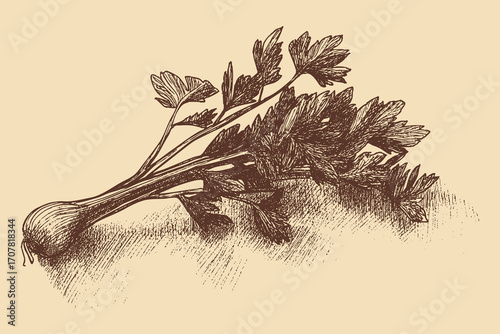 Celery illustration in a vintage style. This vector illustration can be used in any size you like for advertising, logos, and other work.