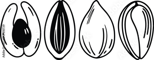 Four Almonds in Different States of Shelling Hand Drawn Vector Illustration Perfect for Food Blogs and Recipe Websites