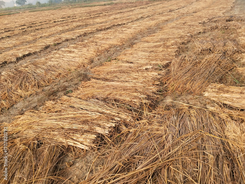 Harvested paddy field with cut rice stalks lying in neat rows on the ground, showcasing rural agriculture and traditional harvesting process in Indian farming landscape