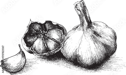 Garlic illustration on a white background. This vector illustration can be used in any size you like for advertising, logos, and other work.