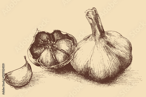 Garlic illustration in a vintage style. This vector illustration can be used in any size you like for advertising, logos, and other work.
