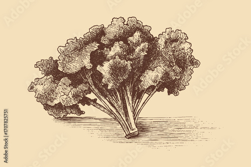 Kale illustration in a vintage style. This vector illustration can be used in any size you like for advertising, logos, and other work.