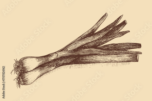 Leek illustration in a vintage style. This vector illustration can be used in any size you like for advertising, logos, and other work.
