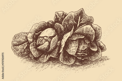 Lettuce illustration in a vintage style. This vector illustration can be used in any size you like for advertising, logos, and other work.