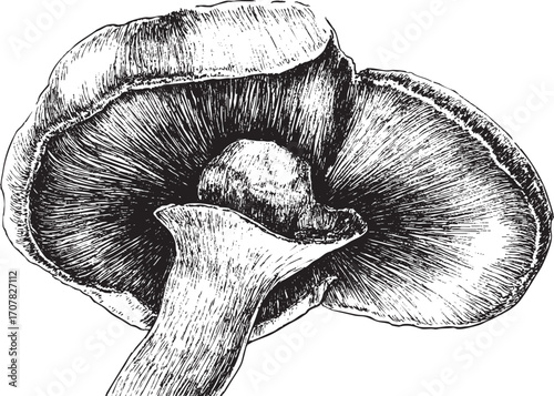 Mushroom illustration on a white background. This vector illustration can be used in any size you like for advertising, logos, and other work.