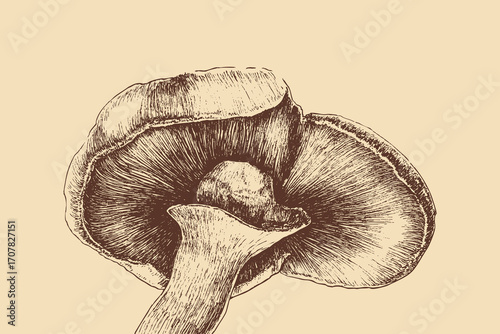 Mushroom illustration in a vintage style. This vector illustration can be used in any size you like for advertising, logos, and other work.