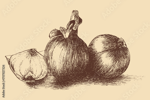 Onion illustration in a vintage style. This vector illustration can be used in any size you like for advertising, logos, and other work.