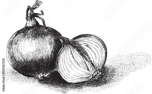 Onion illustration on a white background. This vector illustration can be used in any size you like for advertising, logos, and other work.