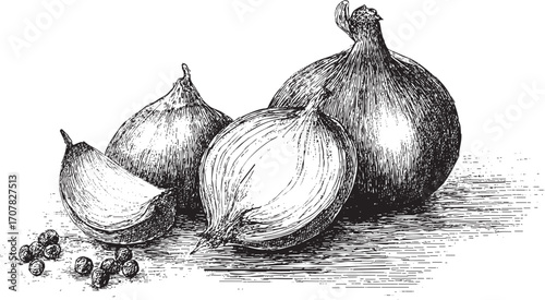 Onion illustration on a white background. This vector illustration can be used in any size you like for advertising, logos, and other work.