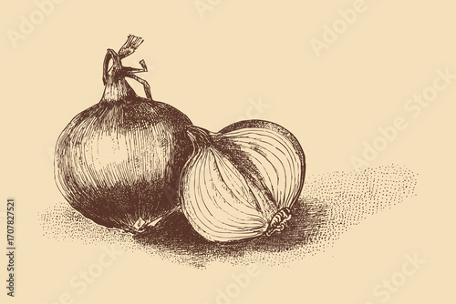 Onion illustration in a vintage style. This vector illustration can be used in any size you like for advertising, logos, and other work.