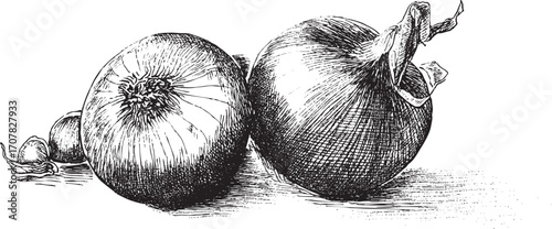 Onion illustration on a white background. This vector illustration can be used in any size you like for advertising, logos, and other work.
