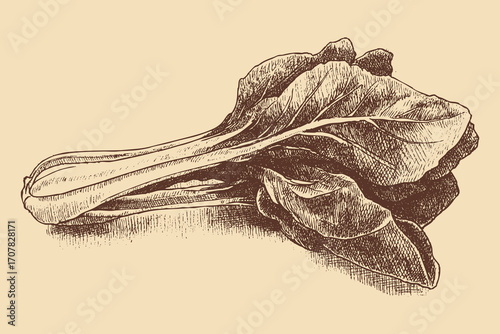 Bok choy, Pakchoi illustration in a vintage style. This vector illustration can be used in any size you like for advertising, logos, and other work.