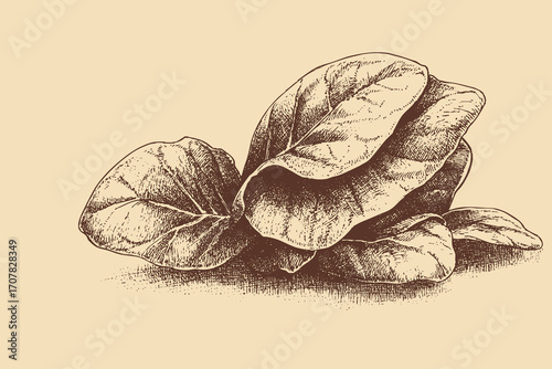 Bok choy, Pakchoi illustration in a vintage style. This vector illustration can be used in any size you like for advertising, logos, and other work.