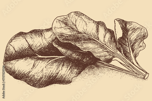 Bok choy, Pakchoi illustration in a vintage style. This vector illustration can be used in any size you like for advertising, logos, and other work.