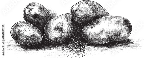 Potato illustration on a white background. This vector illustration can be used in any size you like for advertising, logos, and other work.
