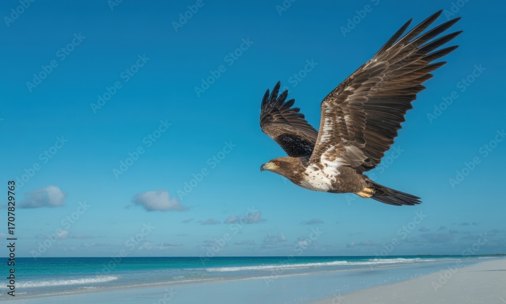 Fototapeta premium A brown and white raptor soars over a pristine beach