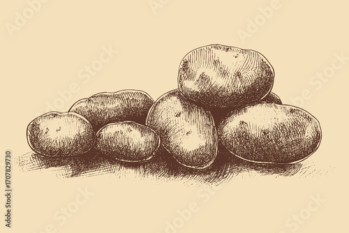 Potato illustration in a vintage style. This vector illustration can be used in any size you like for advertising, logos, and other work.