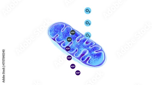 2D and 3D mitochondria animation showing oxygen, ATP and ADP molecules in cellular respiration and energy production
