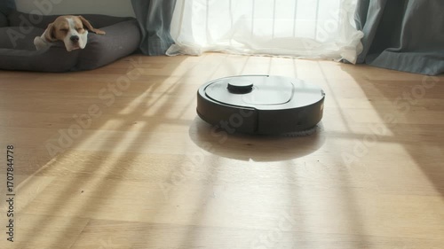 Beagle Rests in Sunlit Room While Robot Vacuum Cleaning Hardwood Floor