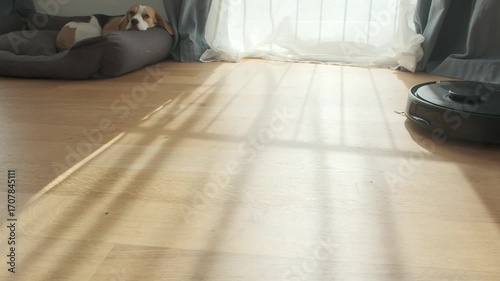 Beagle Relaxing in Sunlight on Wooden Floor in Cozy Living Room While Robotic Vacuum Cleaner Working