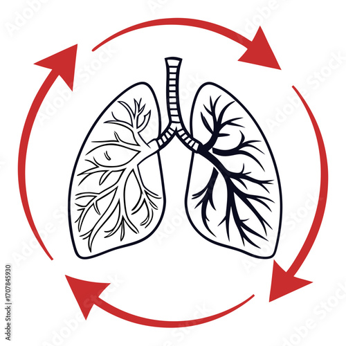 Human lungs with red arrows indicating circulation or breathing cycle