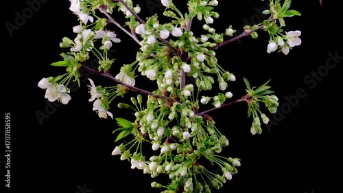 Cherry Blossom. White Flowers Blossoms on the Branches Cherry Tree. Dark Background. Time Lapse. 4K.