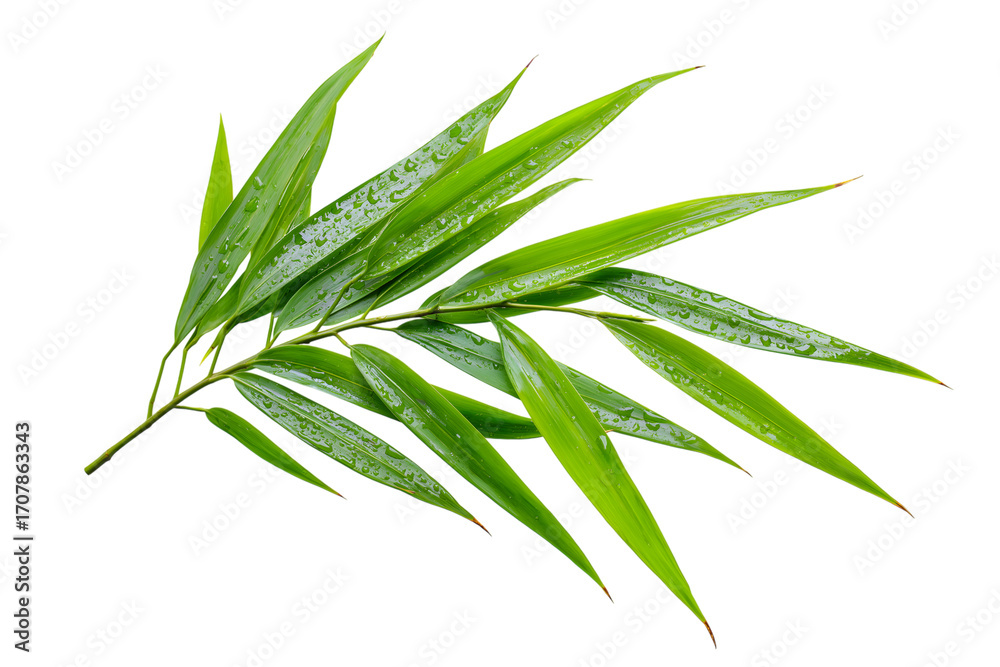 Obraz premium vibrant bamboo leaves showcasing freshness isolated on white background