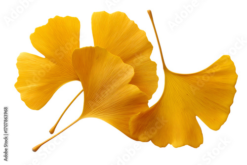 golden ginkgo leaves isolated on white background
