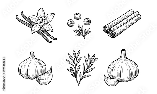Herb and spice illustrations: vanilla, berries, cinnamon, garlic, and leaves for culinary designs and patterns