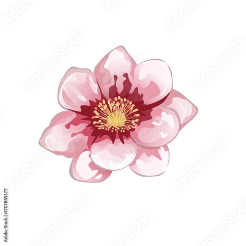 Decorative Sakura Flower in Full Bloom. Floral Botanical Cherry Blossom Closeup