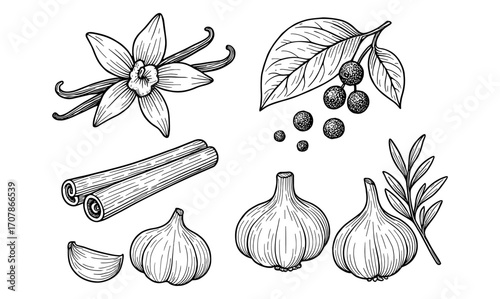 Herbal spice collection featuring garlic, cinnamon, and vanilla illustrations for creative design