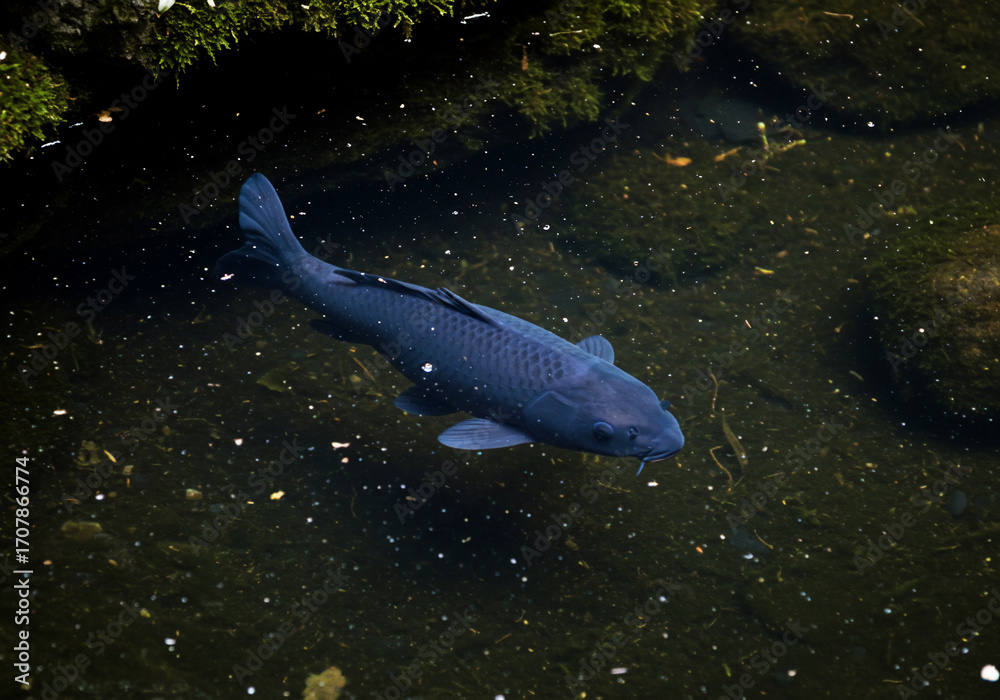 Fototapeta premium A dark-colored koi fish swims in a murky pond, partially obscured by shadows and aquatic plants.