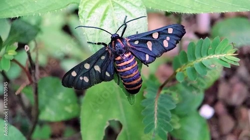 Handmaiden Moth Resting on Leaf, Vibrant Black and Orange Macro Wildlife Video