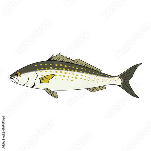 Eastern australian salmon fish cartoon icon illustration