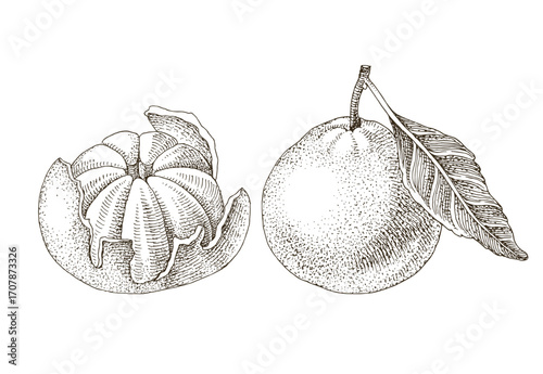 Ripe tangerines hand drawn vector illustration