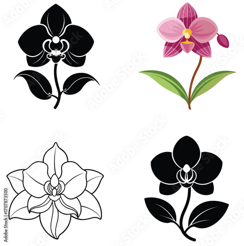 set of Orchid flowers vector 
