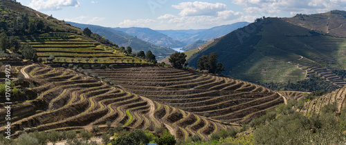Wine growing hills