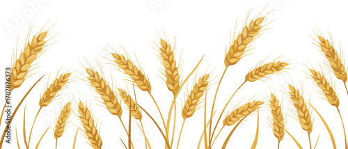 Watercolor vector illustration wheat ears on white background, bottom border frame