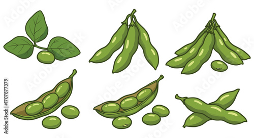 fresh green peas in various stages of growth