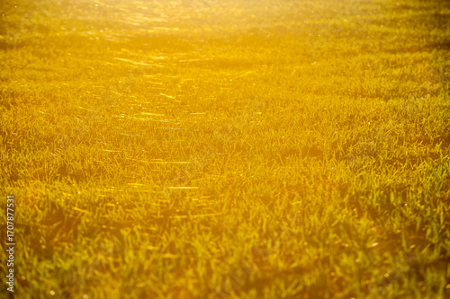 field, and the spider web of Indian summer illuminated by the evening sun