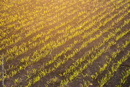 Shoots turn green in even rows on a field under warm sunlight, close-up